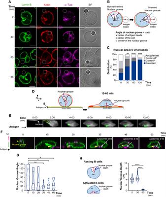 B Cells Adapt Their Nuclear Morphology to Organize the Immune Synapse and Facilitate Antigen Extraction